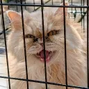 catladygina