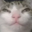rubencat