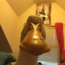 honkadonkz