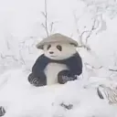 ttoni