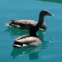 spoopyducks