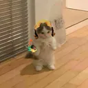 rejhinald