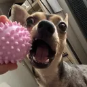 adasko