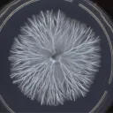 mycelie