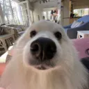 monkaenator