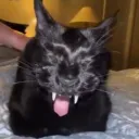 cheesepotatochip