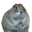 viiqvq's avatar