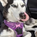 krustyhusky
