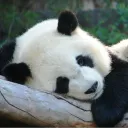 sleepingpanda21