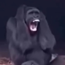 avatar I can be trusted with a gun