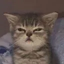 cfroz