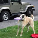 sheepagator