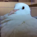 2leg2egg