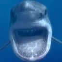 sharky.boi