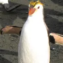 adammteves