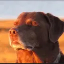 ralphu