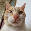updog_01