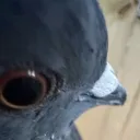 birby_boi_