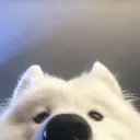 dogswithpurpose