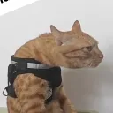 xenvs