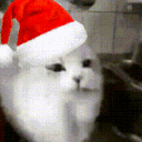 avatar Daringlobster34