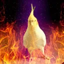 xerxeri