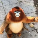 orangemonkeee