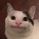 realstef