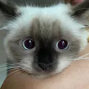 runifa