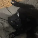 azg0g