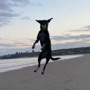 skylizard.