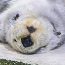 avatar puck the splendiferous