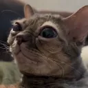 dquotah