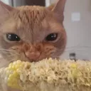 mittag
