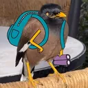aureolinperil