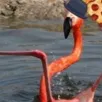 drunkflamingo