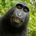 Simian's Avatar