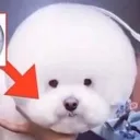 dogge1907