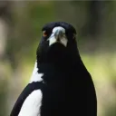 dytrsk