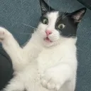 momomeadows