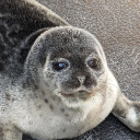 avatar ★ PRINCESS ALEX ❤