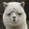 jocketf