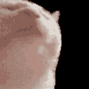 dkoften