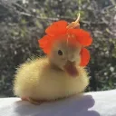 quacksoon
