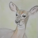 salticusteddicus
