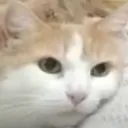 tiifon