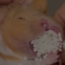 avatar JACOB LEVINSON