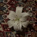 ayani