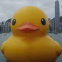 duckling_2728
