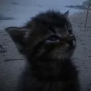 sfbaby